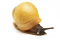 Archachatina marginata candefacta Cameroon juvenil